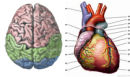 Hjene og hjerte (Illustrasjoner: Wikimedia Commons)